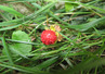 <p>Wild Strawberry (Fragaria vesca)</p>
