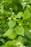 <p>Jack-By-The-Hedge (Alliaria petiolata)</p>