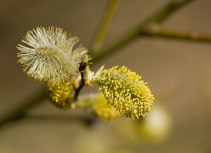 Goat Willow Buds