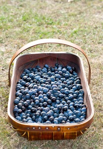 basket of sloes for sloe gin