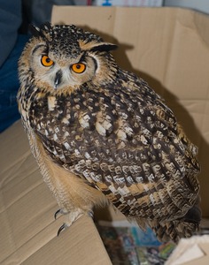 Owl - Update