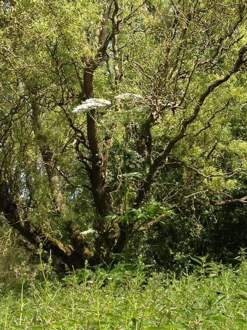 Giant Hogweed in trees