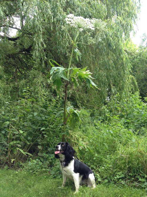 Giant Hogweed with dog