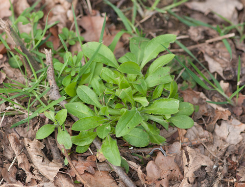 Red Campion leaves when young