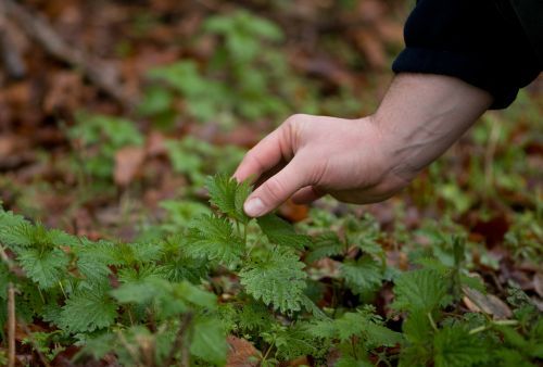 picking stinging nettles without gloves