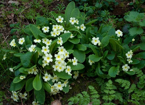 primrose Primula vulgaris