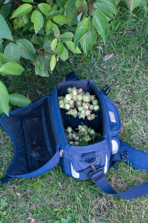 Camera bag full of Hazelnuts