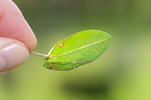 Sorrel leaf