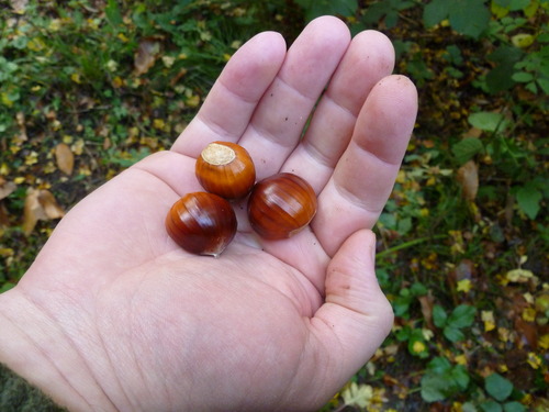 Sweet Chestnuts